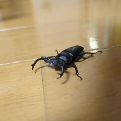 タイワンシカクワガタ