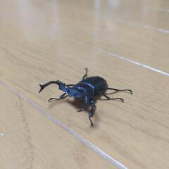 タイワンシカクワガタ