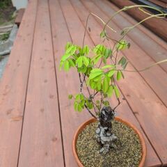 値下げしました。アケビの盆栽　1の画像