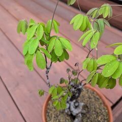 値下げしました。アケビの盆栽　1の画像