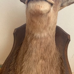 シカ剥製の画像