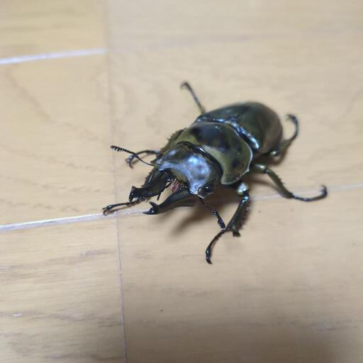 ローゼンベルグオウゴンオニクワガタ
