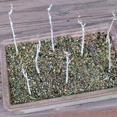 値下げしました。イチョウの寄せ植え　3
