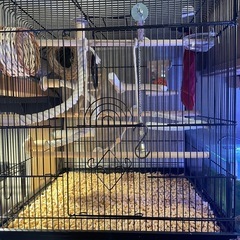 文鳥飼育セット
