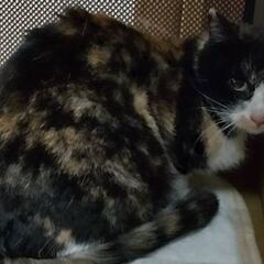 桜の季節に保護。1歳未満のさくらちゃん - 猫
