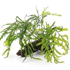 水草　ボルビティスを育てている方
