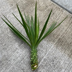 ユッカ　アロイフォロイ　センジュラン