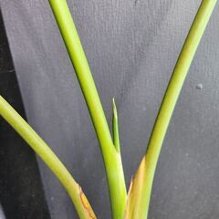 オーガスタ(ストレリチア・ニコライ)ほかの画像