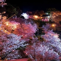 菊池公園に夜桜を見に行きませんか？🌸