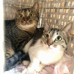 4/6(日)柏市保護猫譲渡会　ずっとのお家💗家族募集中！