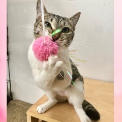 4/13(日)譲渡会　瞳に釘付け😽💋美少女あすみちゃん − 東京都