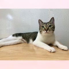 4/13(日)譲渡会　瞳に釘付け😽💋美少女あすみちゃん - 里親募集