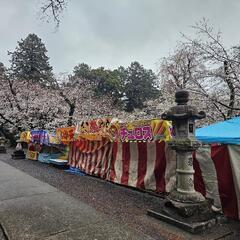※下鶴間※諏訪神社🌸花見🌸露店※テキヤ※祭の画像
