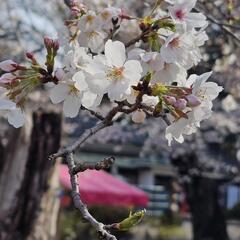 ※下鶴間※諏訪神社🌸花見🌸露店※テキヤ※祭の画像