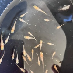 東天紅 めだか メダカ 幼魚 10匹 セット 700円 