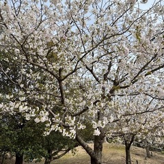 江坂　ママ友募集