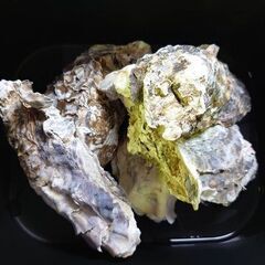 牡蠣殻　5～7枚　約150ｇ天然ものにつき重量のバラツキがありま...