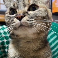 かわいいサビ猫の女の子‼️
