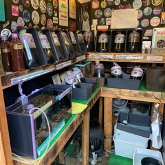 【五桜メダカ】 3月31日　横須賀めだか無人販売