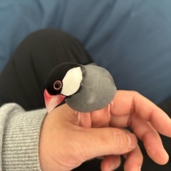 【緊急】桜文鳥が逃げてしまいました