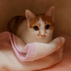 人慣れ抜群⭐オス子猫ちゃん