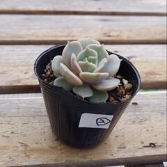 多肉植物 5種
