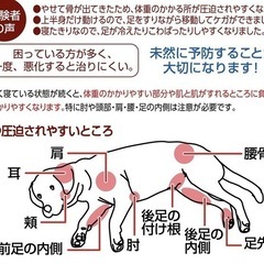 ペティオ (Petio) ずっとね 床ずれ予防サポーター 老犬介護用 中の画像