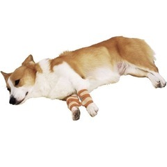 ペティオ (Petio) ずっとね 床ずれ予防サポーター 老犬介護用 中の画像