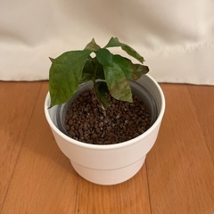 観葉植物と園芸用土の画像