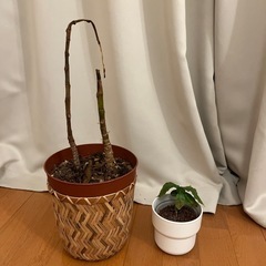 観葉植物と園芸用土