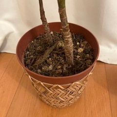 観葉植物と園芸用土の画像