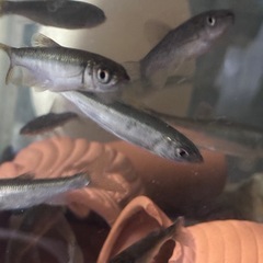 ペットや釣りの活餌などに^_^　天然個体　川魚　川エビ　販売しますの画像