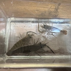 ペットや釣りの活餌などに^_^　天然個体　川魚　川エビ　販売しますの画像