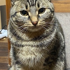 アメショ柄キジ♂    決まりました！