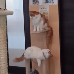 気楽にお話しませんか🐱友達募集