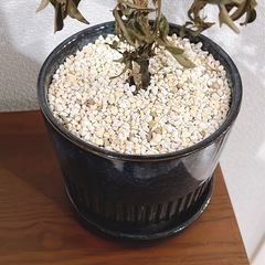 観葉植物の鉢　2点(中・小)
の画像