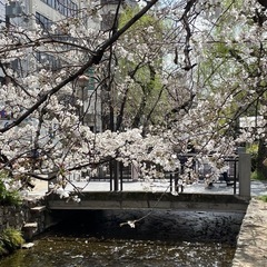 4月6日鴨川沿いでお花見しませんか？