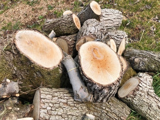 NO53 薪用の梨の玉切り 2トン車 引取り限定(福島市)