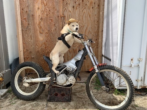 スコルパ SY250 実働 トライアル車　水戸北ic付近