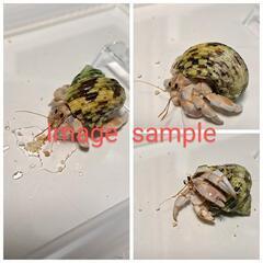 オカヤドカリ2匹　やや大きめサイズの画像