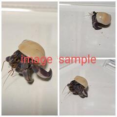 オカヤドカリ2匹　やや大きめサイズの画像