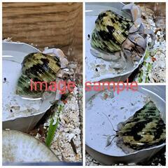 オカヤドカリ2匹　やや大きめサイズの画像