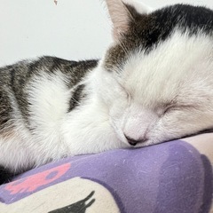 去勢済  一緒に寝るのが大好き！甘えん坊な男の子🐱 - 猫
