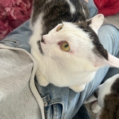 去勢済  一緒に寝るのが大好き！甘えん坊な男の子🐱 - 佐賀市
