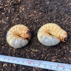 国産　カブトムシ幼虫