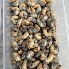 国産カブトムシ　幼虫