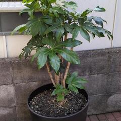 ヤツデ❅ユッカ·ロストラータ庭木【お取引成立】