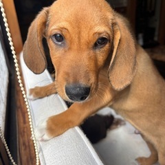 雑種の子犬メル - 白山市