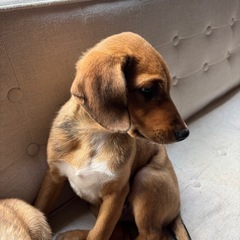 雑種の子犬メル - 犬