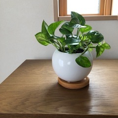 ポトス　グローバルグリーン（鉢カバー付き）の画像